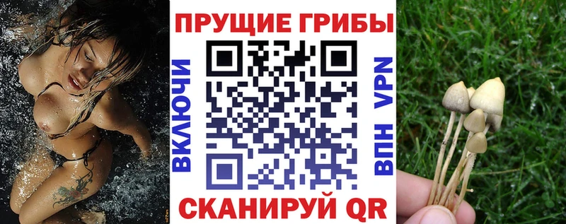 Галлюциногенные грибы прущие грибы  маркетплейс Telegram  Новотитаровская  где купить наркоту  кракен как войти 